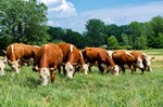 ESAP2020-R1-NY-SK Herefords_0162