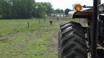 bippert cows tractor in field 