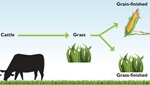 all cows eat grass 