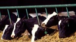 dairy heifers 