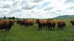 red angus herd 