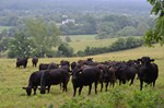 Beef Cow Image