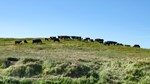 cows on hill
