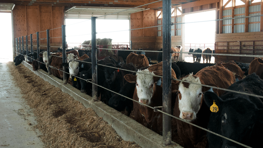 feedlot 