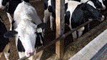 feedlot 