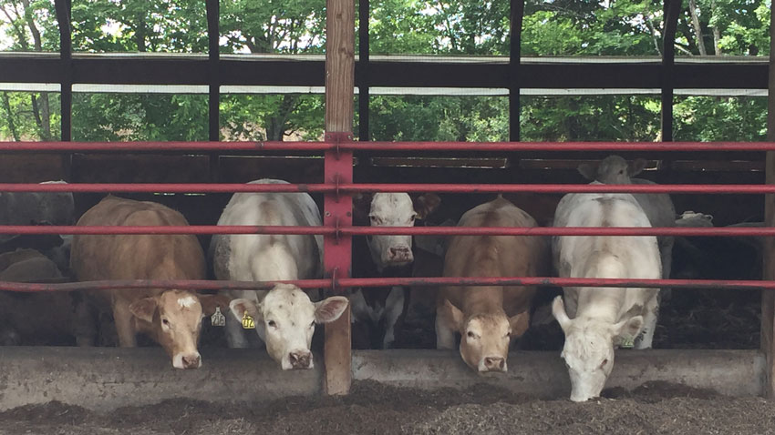 Gerry Boone, Golden Acres Charolais 