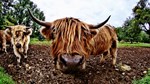 highland cow 