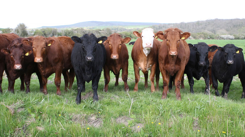 line of cattle in field 