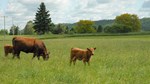 Red Angus calf 