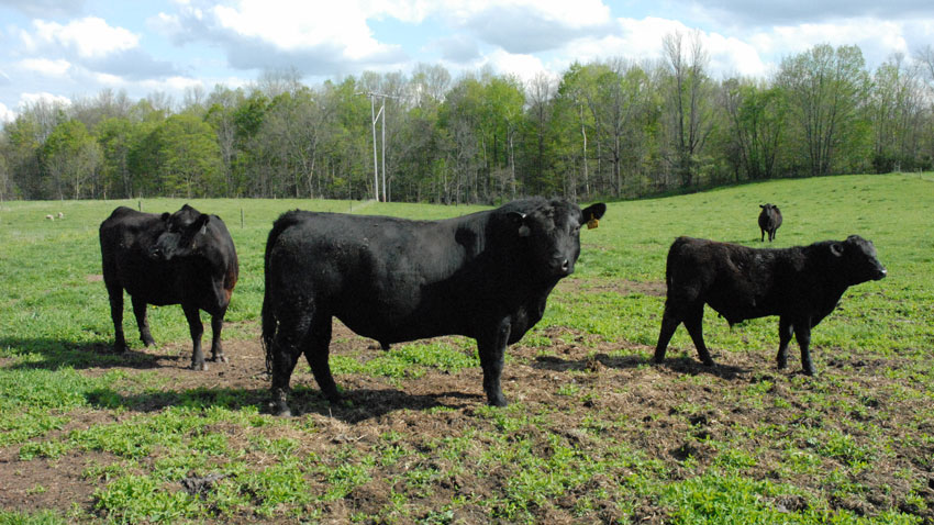 angus in field 