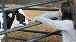 veal blogger